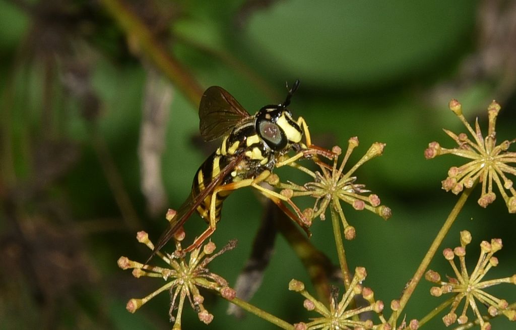 Chrysotoxum cautum ?  S, femmina